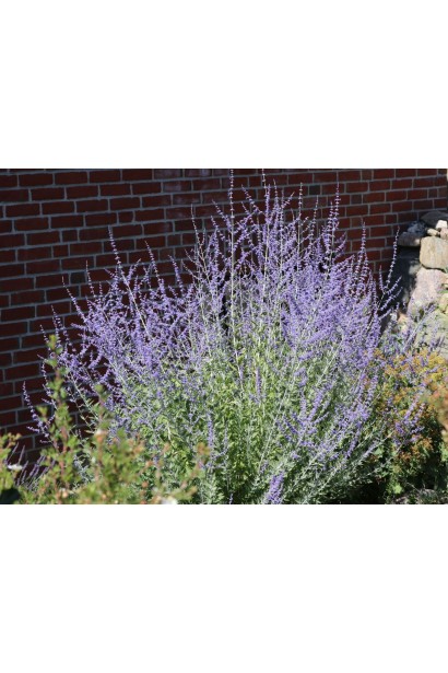 Перовскія "Блю Спайр" надає ніжного аромату та чарівного вигляду квітковим композиціям